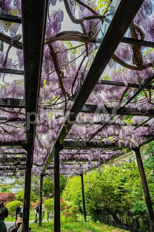 北海道　札幌市　天神山緑地の藤棚 天神山緑地,藤棚,北海道の写真素材