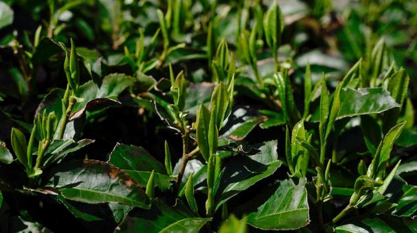 茶畑② 茶畑② 茶畑,新茶,新芽の写真素材