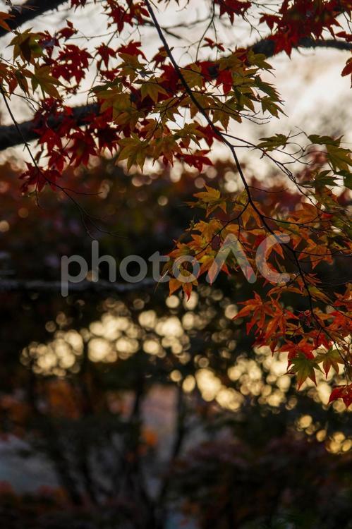 モミジ 紅葉,秋,カラフルの写真素材