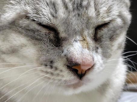 瞑想中 瞑想中 サバトラ,猫,顔の写真素材