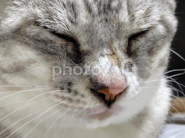 瞑想中 サバトラ,猫,顔の写真素材