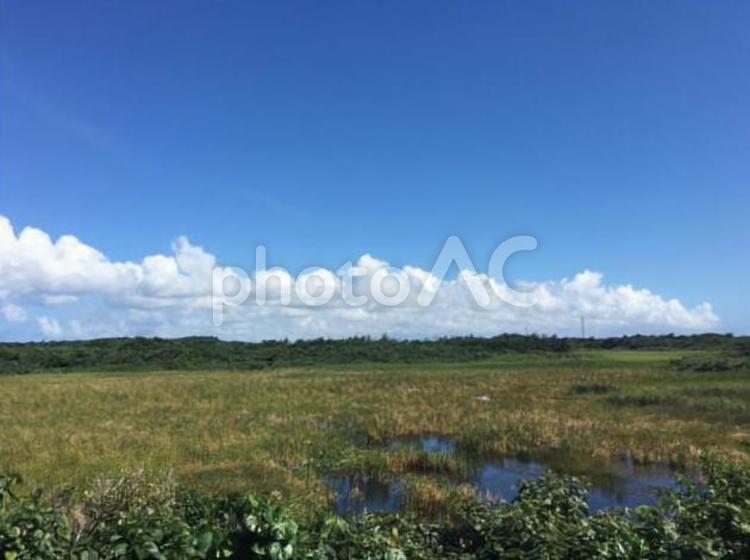 宮古島の湿原 宮古島,伊良部島,沖縄の写真素材
