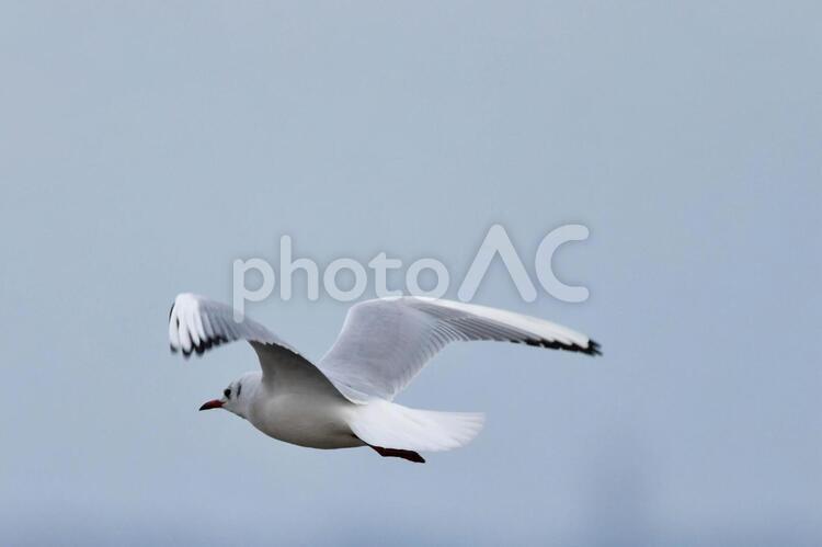 野鳥　海鳥　ユリカモメ かもめ,そら,つばさの写真素材