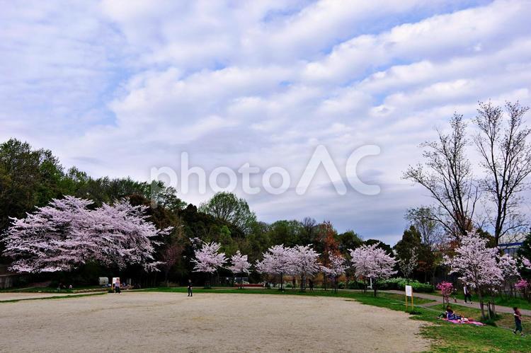 桜咲く公園風景 サクラ,桜,ソメイヨシノの写真素材
