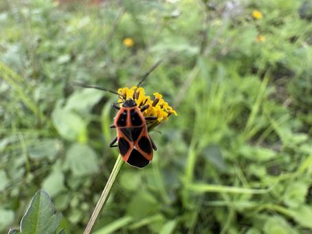 ジュウジナガカメムシ 02 十字長亀虫,ジュウジナガカメムシ,花の写真素材