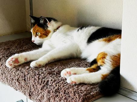 外を見つめる三毛猫 外を見つめる三毛猫 calico,ねこ,ネコの写真素材