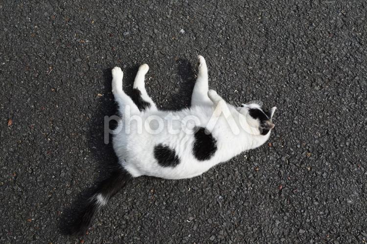 寝っ転がる白黒の猫 猫,動物,白黒の写真素材