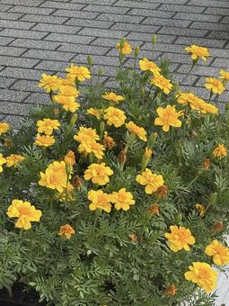 黄色の花壇 黄色の花壇 黄色の花,花壇,花の写真素材