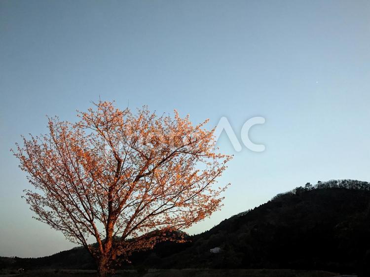街燈に照らされた桜と山の風景 街路樹,あかり,空の写真素材