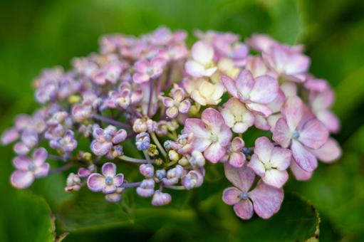 Hydrangea, JPG Hydrangea, JPG