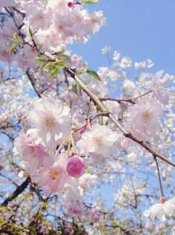 桜 桜の写真