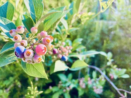 Beautiful garden blueberries and rosemary, JPG Beautiful garden blueberries and rosemary, JPG