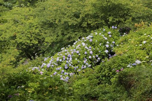 Shimoda Hydrangea Festival, নীলাবা গোলপি পুষ্পপ্রসু গুল্মবিশেষ, জাপান, উত্সব, JPG