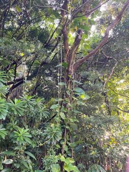 雑木林 雑木林 雑木林,公園,自然の写真素材