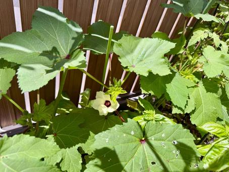 家庭菜園:プランターで育つオクラとバジル 家庭菜園:プランターで育つオクラとバジル 植物,野菜,オクラの写真素材