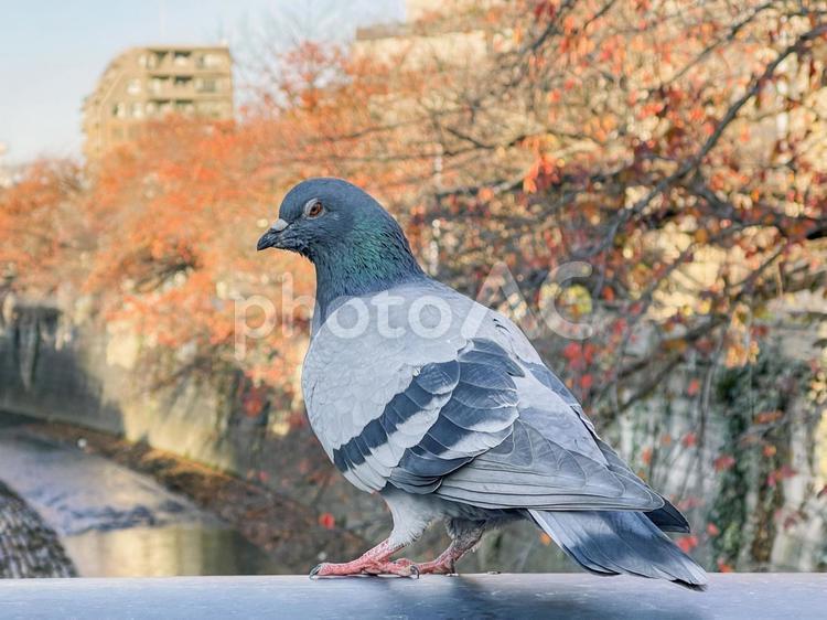 神田川12月：紅葉と鳩 2024 鳩,鳥,動物の写真素材