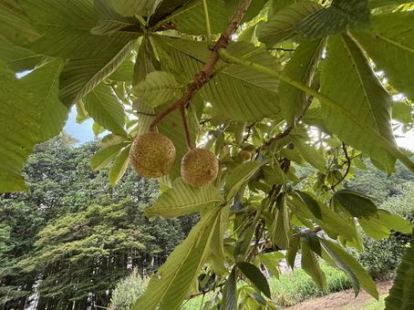 トチノキ トチノキ トチノキ,実,木の写真素材