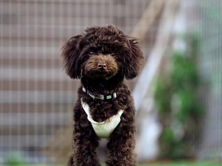ワンコのポートレート 犬,トイプードル,小型犬の写真素材