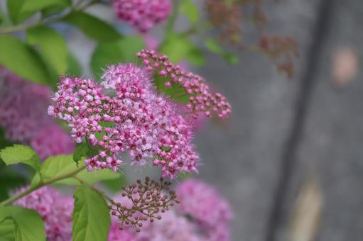 Photo, branch, bloom, pink, 
