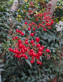 南天の木2 南天,植物,木の写真素材