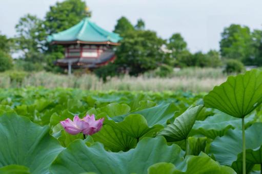 lotus, JPG