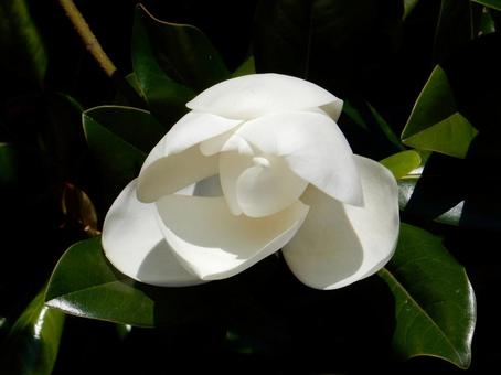 【花の写真】タイサンボク(泰山木) 【花の写真】タイサンボク(泰山木) タイサンボク,泰山木,植物の写真素材