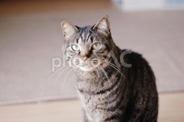 あくびした後見つめている猫 猫,ねこ,ネコの写真素材