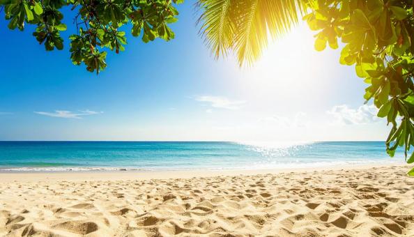 夏のビーチとヤシの木の葉 夏のビーチとヤシの木の葉の写真