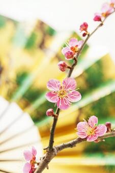 梅の花15 梅の花,１月,2月の写真素材