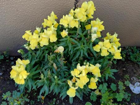 花壇の黄色い花 花壇の黄色い花 黄色い花,9月,秋の写真素材