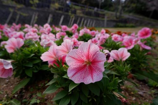 Photo, blumen, rosa, natürlich, 