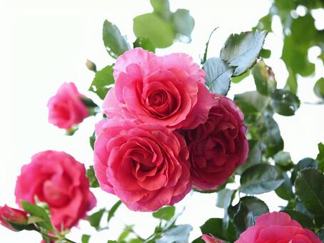 バラ園に咲く綺麗な色の薔薇を撮影しました 花,薔薇,自然の写真素材