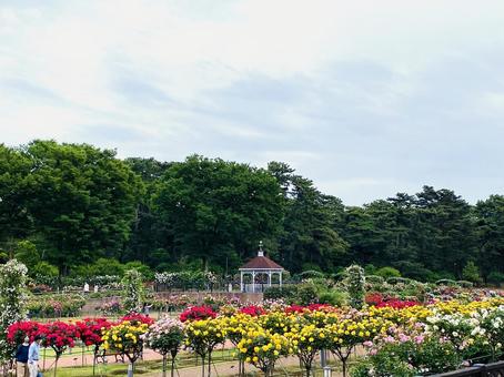 ガーデン 薔薇,バラ,ピンクの写真素材