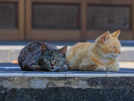 猫の島で生活する仲良し猫です。の写真