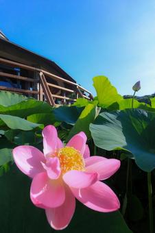 Photo, oga lotus, lotus, pink, 