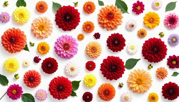 秋の花 ダリア 秋の花 ダリアの写真