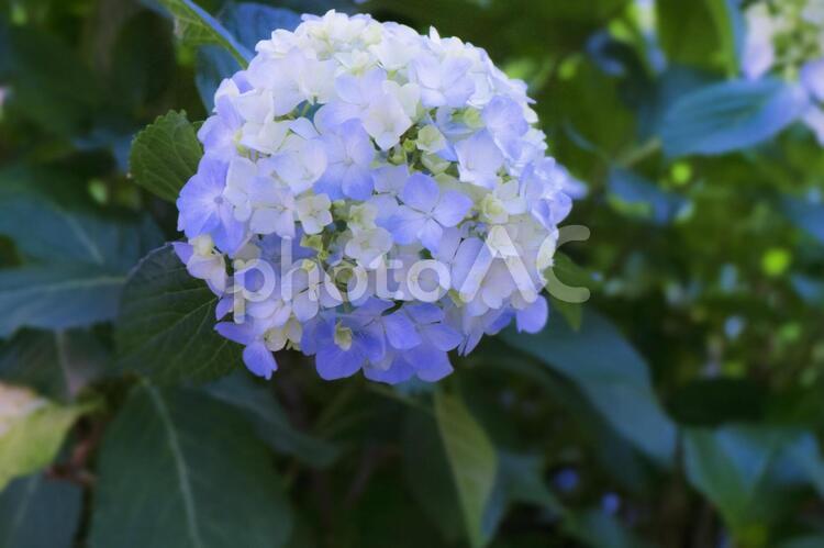 梅雨時期のアジサイ あじさい,アジサイ,紫陽花の写真素材