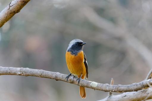 冬の枝にとまるジョウビタキのオス 冬の枝にとまるジョウビタキのオス ジョウビタキ,鳥,野鳥の写真素材