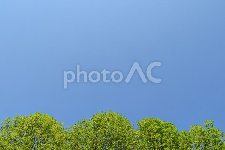 新緑の木々と青空 新緑,木,青空の写真素材