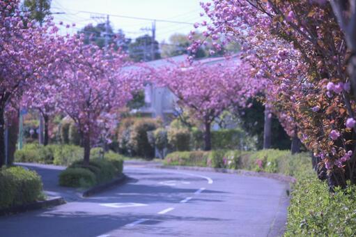 八重桜の咲く道 八重桜の咲く道の写真
