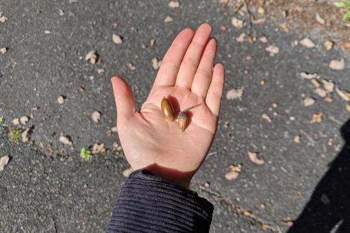 どんぐりの写真