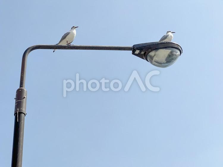 街灯、ゆりかもめ 鳥,カモメ,街灯の写真素材