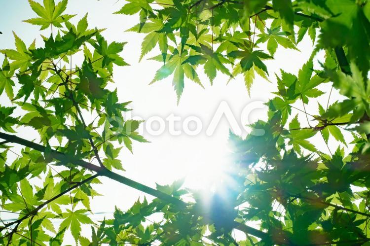 新緑の青いもみじの葉の間から太陽の日差し 新緑,もみじ,木漏れ日の写真素材