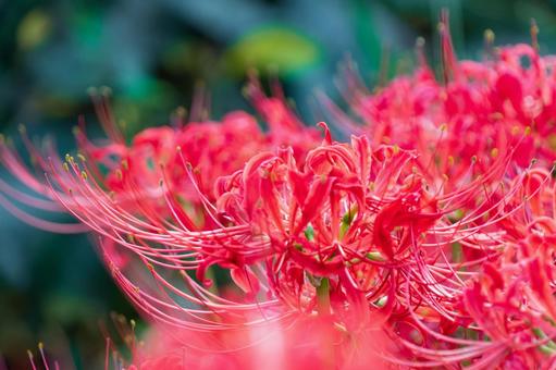 近接で捉えた彼岸花の美しい花弁の写真