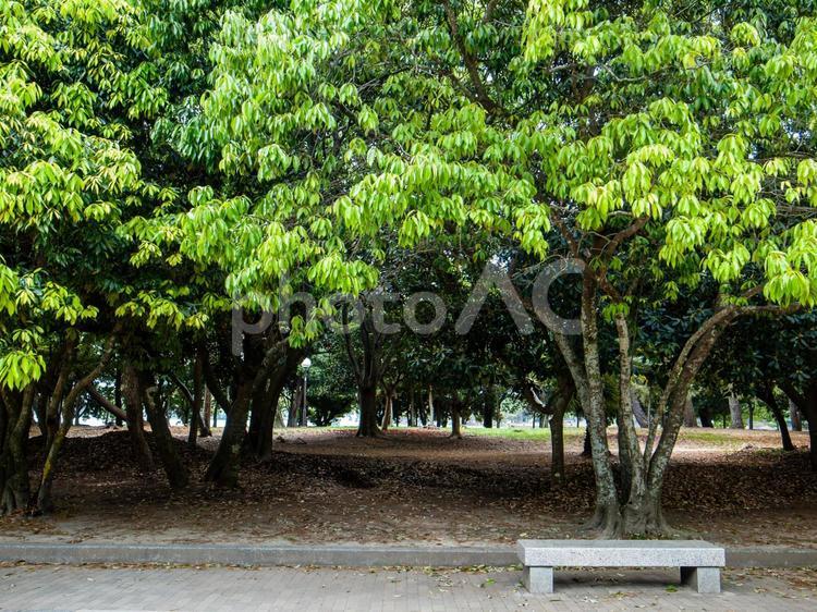 新緑の木陰とベンチ 木漏れ日,憩い,ベンチの写真素材