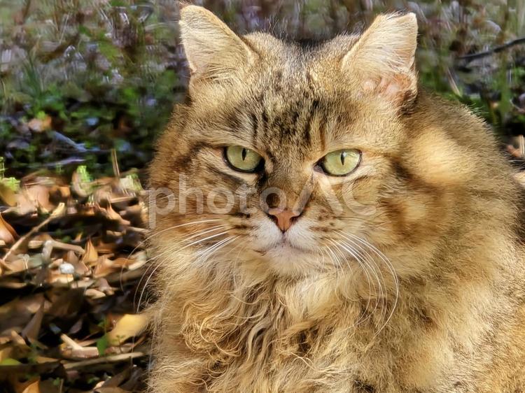 自然の中の地域猫 猫,ネコ,地域猫の写真素材