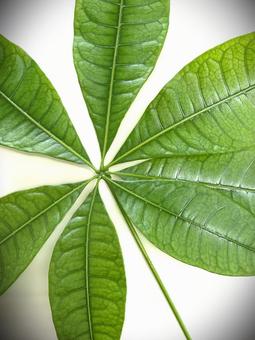 大きなパキラ(観葉植物)の葉46 大きなパキラ(観葉植物)の葉46 パキラ,パキラの葉,葉の写真素材