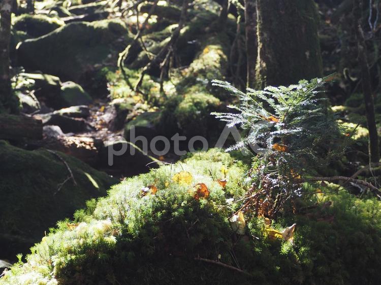 木漏れ日で光る苔 苔,シダ植物,森の写真素材