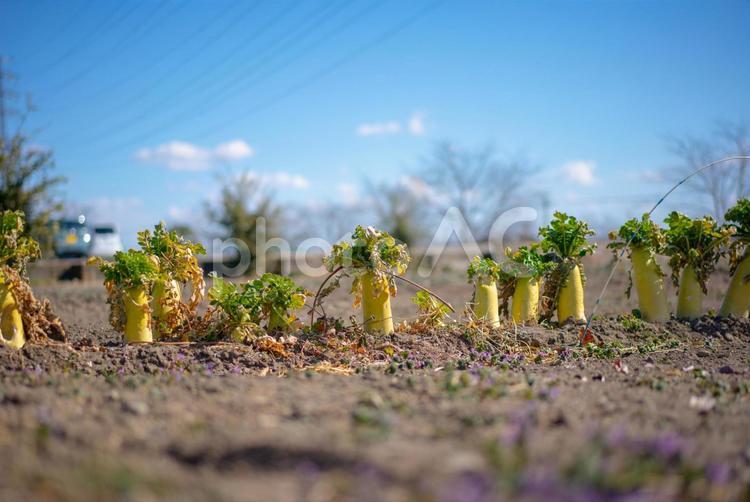 頭の出た大根 大根,野菜,農業の写真素材