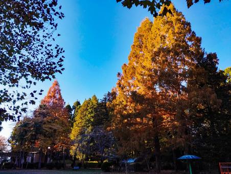 青空に光る銀杏 紅葉,銀杏,茂原公園の写真素材